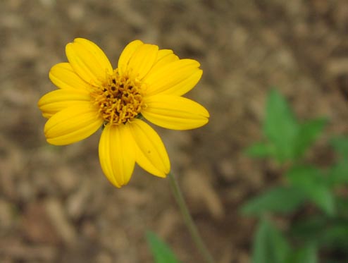 Wedelia texana